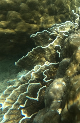 Millepora platyphylla observed 2025-12-12