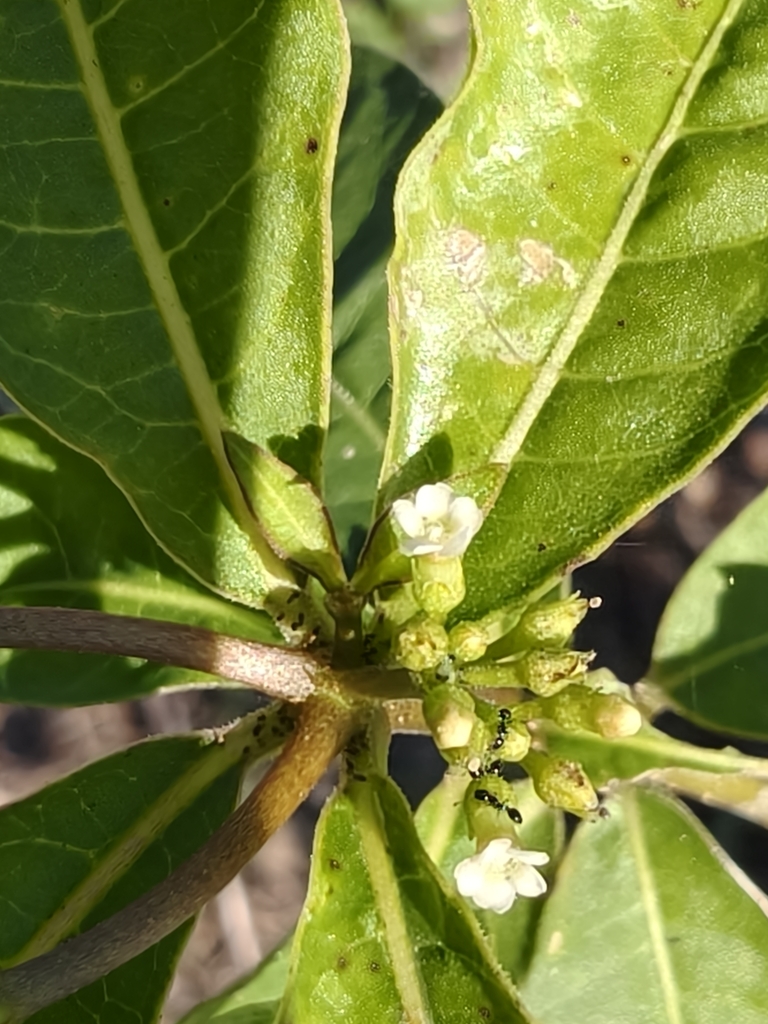 Ba gạc bốn lá – Rauvolfia tetraphylla