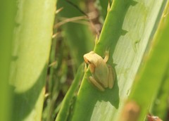 Dendropsophus sanborni