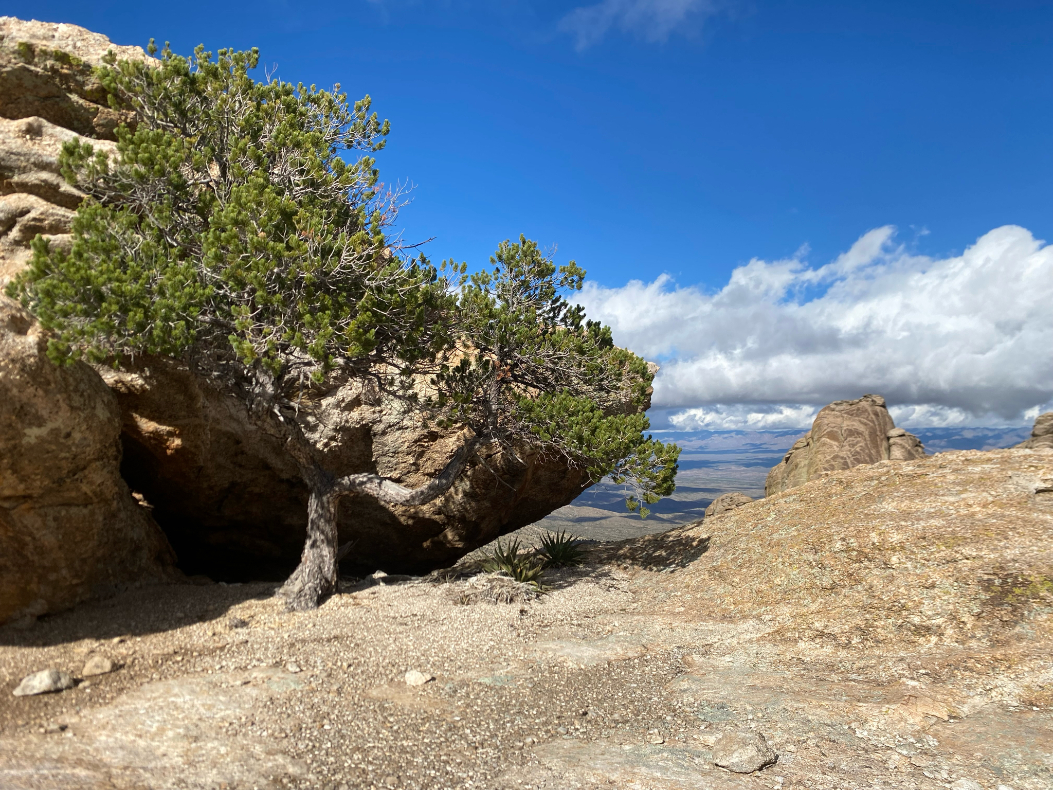 Mexican pinyon