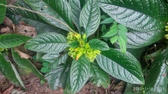 Chrysothemis friedrichsthaliana