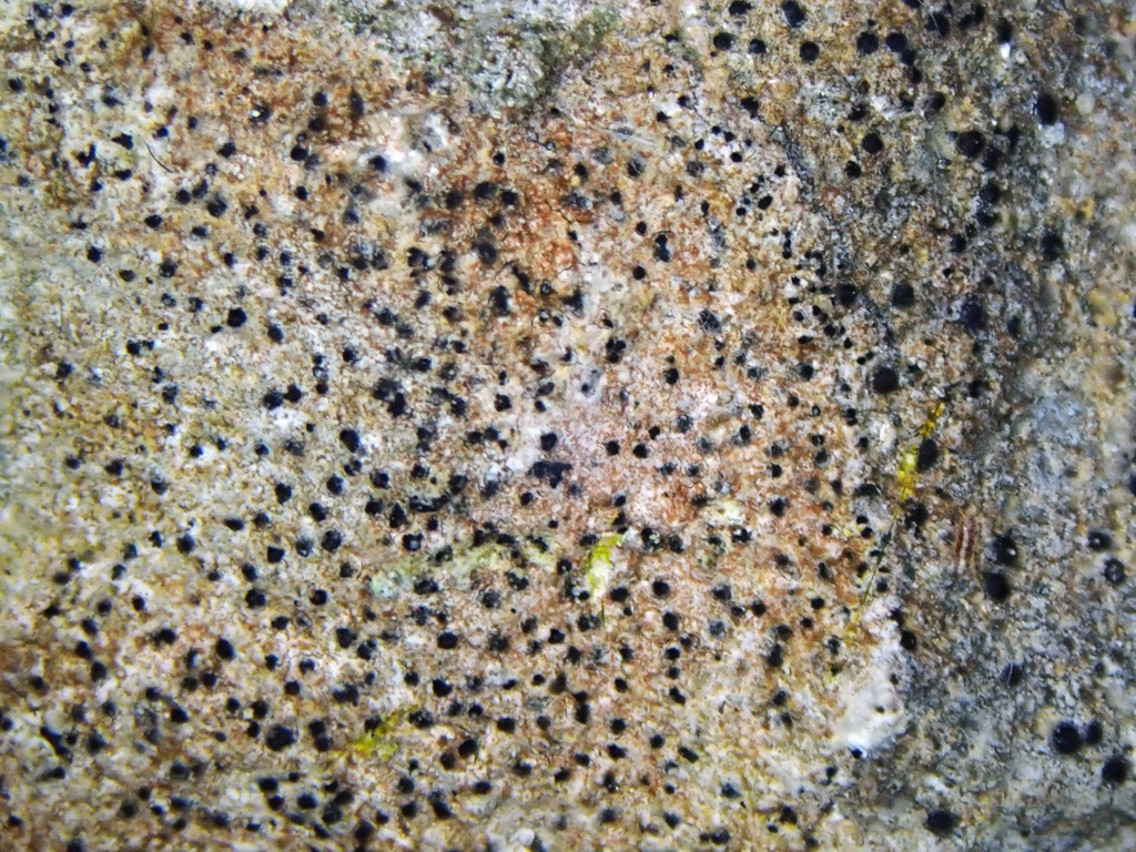 Porina byssophila