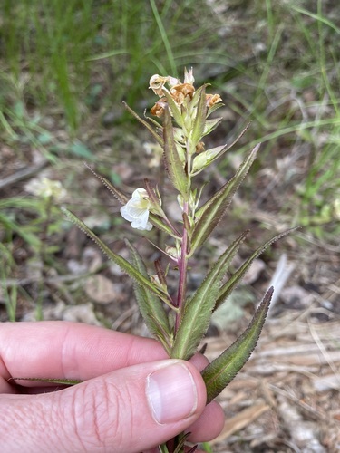 Sickletop Lousewort (Pedicularis racemosa)
