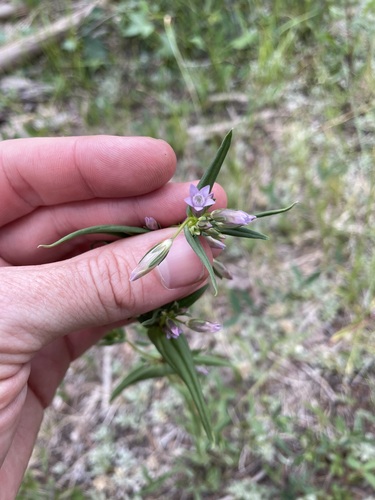 autumn gentian (Gentianella amarella)