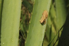 Dendropsophus sanborni