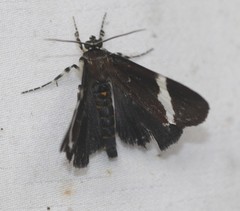 Coenotoca subaspersa