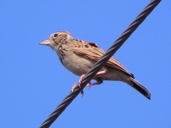 Mirafra erythroptera