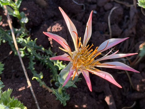 Mutisia sinuata
