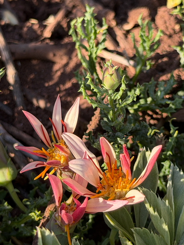 Mutisia sinuata, photograph 1