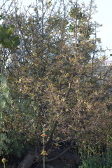 Bursera cuneata