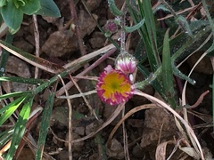 Erigeron pubescens