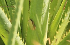 Dendropsophus sanborni