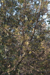 Bursera cuneata