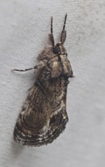 Zalissa catocalina