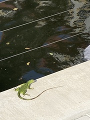 Iguana iguana