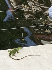 Iguana iguana