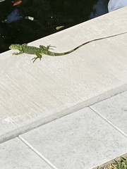 Iguana iguana