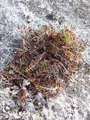 Chaerophyllum colensoi colensoi