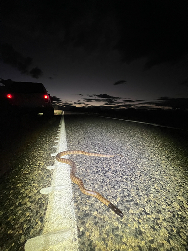 Black-headed Python