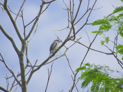 Grey-headed Elaenia (Myiopagis caniceps), photo 6