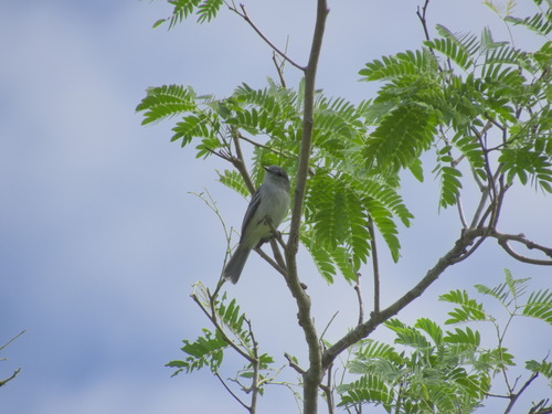 Grey-headed Elaenia (Myiopagis caniceps), photo 5