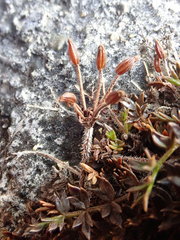 Chaerophyllum colensoi colensoi
