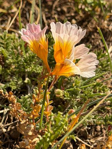 Tropaeolum sessilifolium, photograph 3
