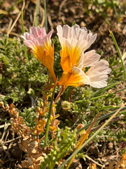 (c) Cody Hinchliff, some rights reserved (CC BY) Tropaeolum sessilifolium, photograph (c) Cody Hinchliff, some rights reserved (CC BY)