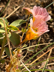 Tropaeolum sessilifolium, photograph (c) Cody Hinchliff, some rights reserved (CC BY)