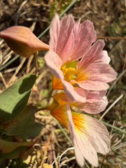 (c) Cody Hinchliff, some rights reserved (CC BY) Tropaeolum sessilifolium, photograph (c) Cody Hinchliff, some rights reserved (CC BY)