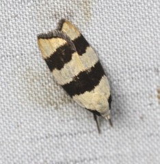 Zonopetala divisella