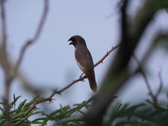 Lonchura punctulata