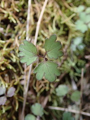 Azorella hookeri