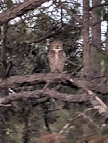 View observation of {o.common_name} on iNaturalist