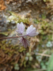 Azorella hookeri