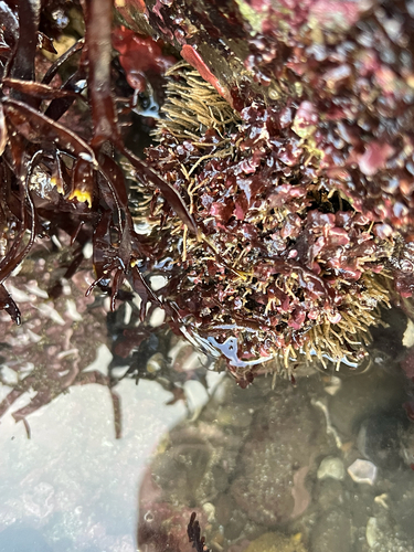 Phyllochaetopterus observed 2026-01-03
