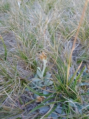 Argyrotegium fordianum