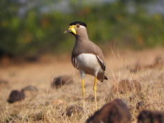 Vanellus malabaricus
