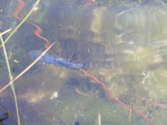 Cyprinodon nevadensis