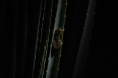 Dendropsophus sanborni