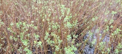 Artemisia molinieri
