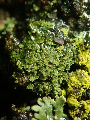 Phaeophyscia nigricans