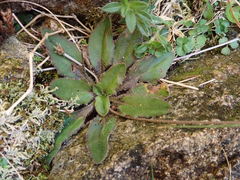 Plantago raoulii