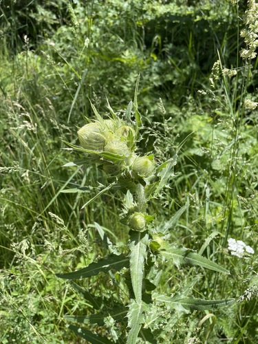 Parry's Thistle (Cirsium parryi)