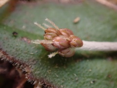 Plantago raoulii