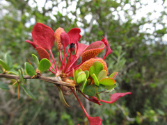 Puccinia magellanica