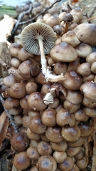 Mycena tintinnabulum