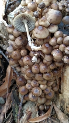 Mycena tintinnabulum