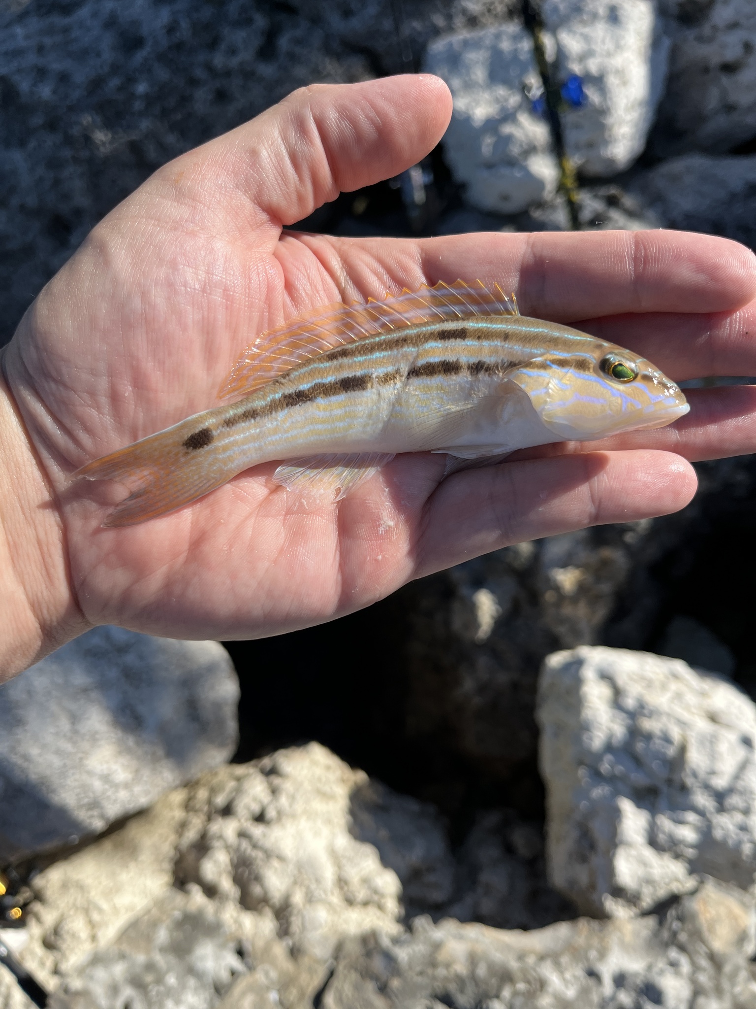 Sand Perch photo 8