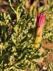 Mutisia sinuata, photograph (c) Cody Hinchliff, some rights reserved (CC BY)